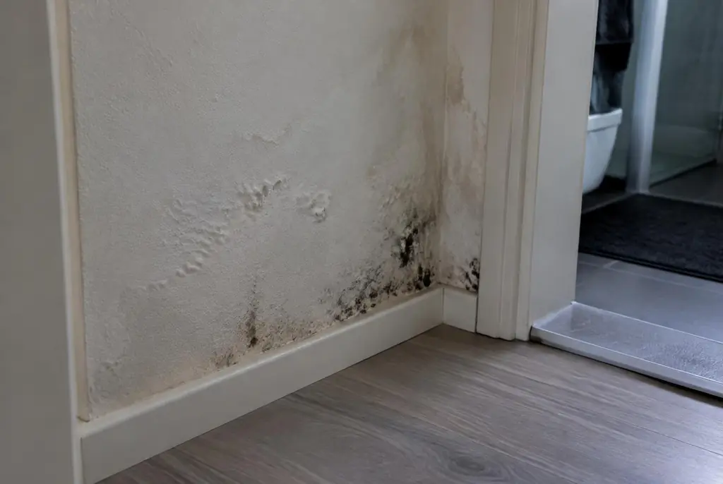 Lekdetectie Bleiswijk – vochtplek met schimmel op een muur